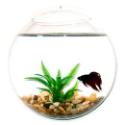 Hanging Fish Bowl